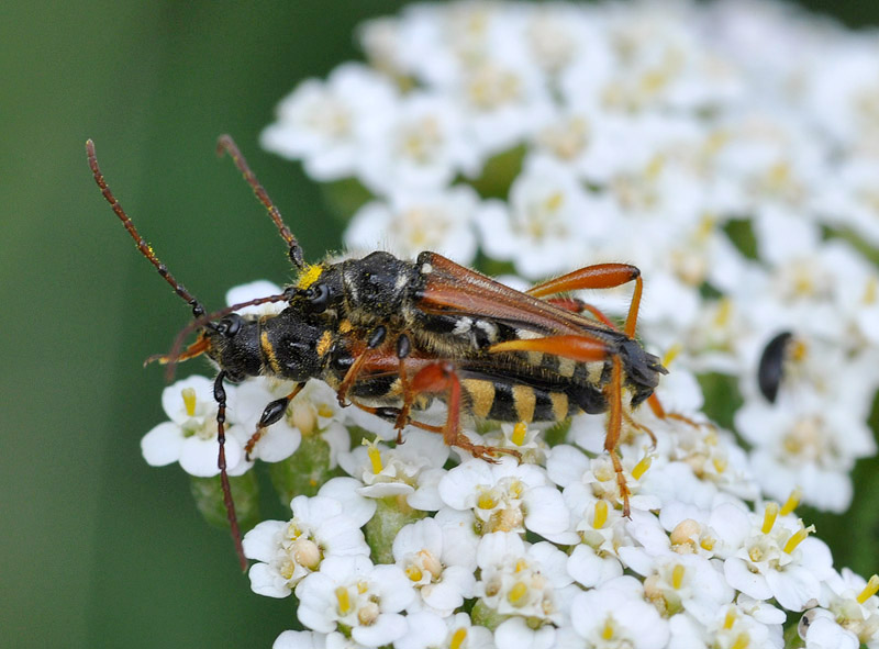 Stenopterus rufus